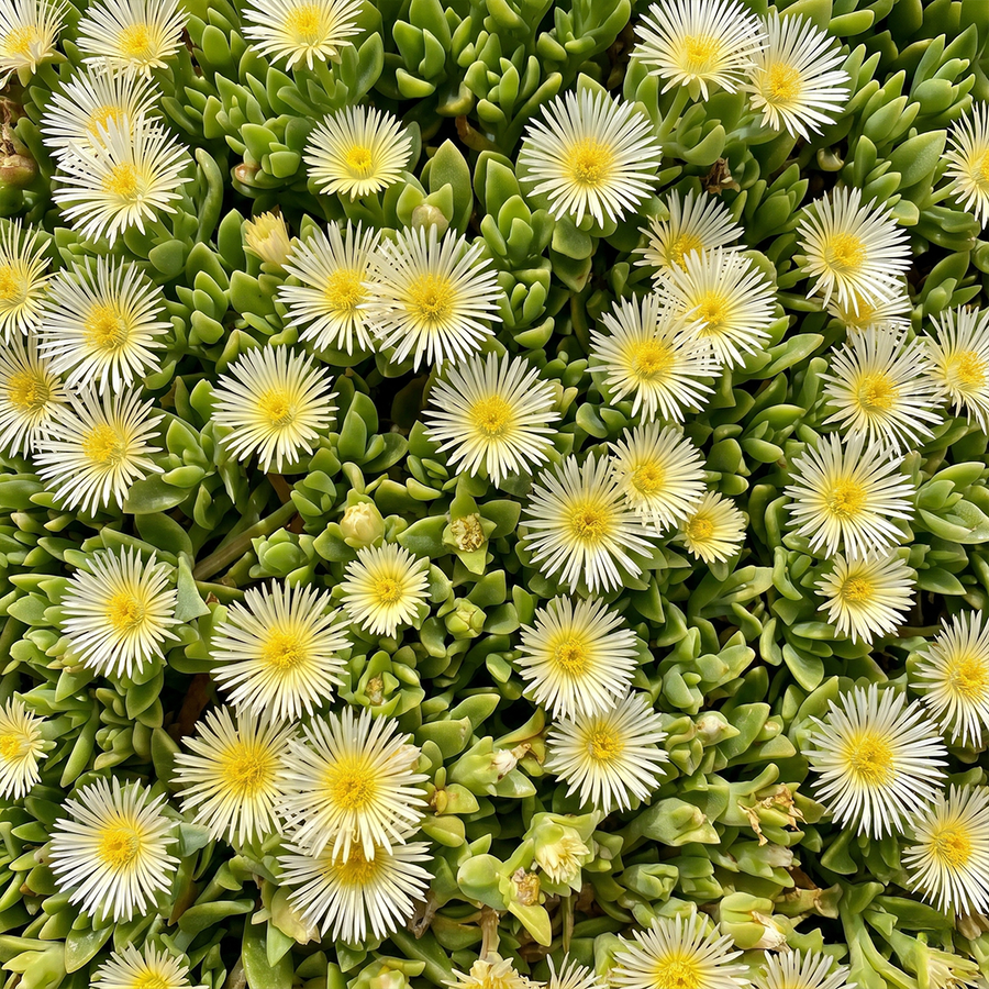 Sceletium tortuosum